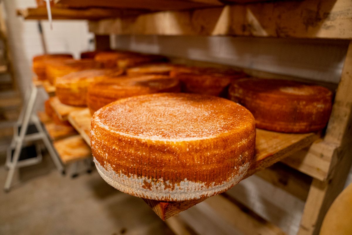 Cheese wheels aging on wooden cellar shelves