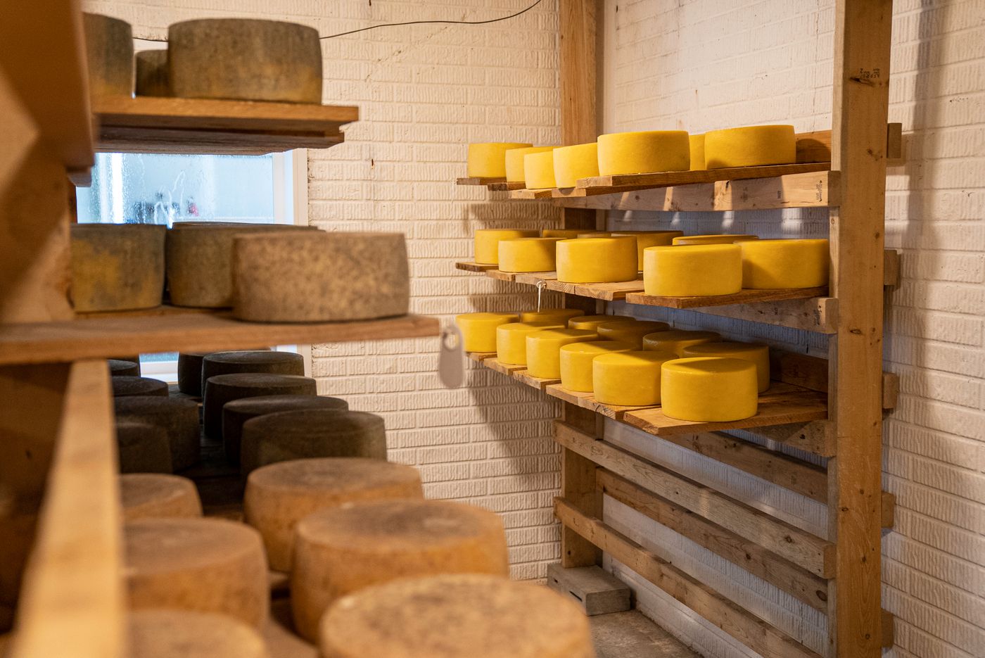 Cheese wheels aging on wooden cellar shelves