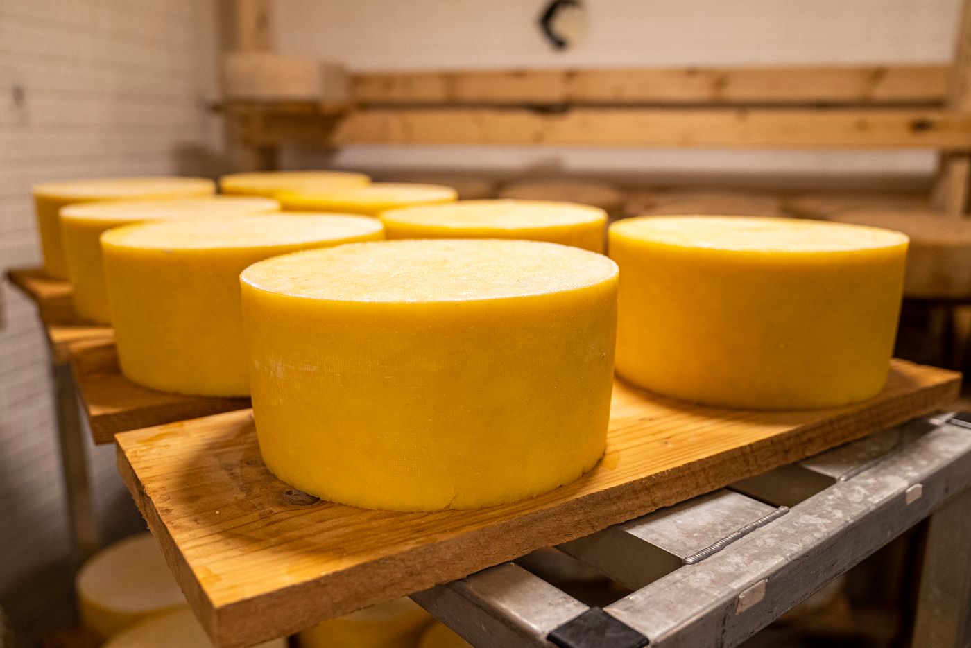 Alpine hard cheese on a wooden board in a cellar